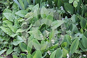 Green foliage of flowering Lily of the valley Convallaria majalis and Common lungwort Pulmonaria officinalis plants in garden