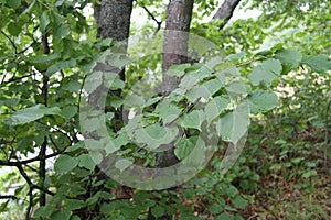 Green foliage in the forest