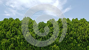 green foliage of forest trees in summer season, background and texture