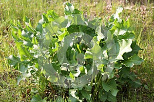 Green foliage of Horseradish (Armoracia rusticana, syn. Cochlearia armoracia) plant