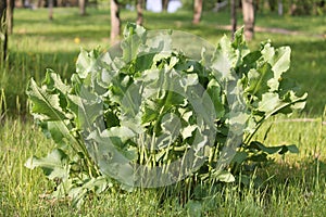 Green foliage of Horseradish (Armoracia rusticana, syn. Cochlearia armoracia) plant