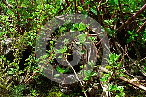 Green foliage in HuascarÃ¡n National Park