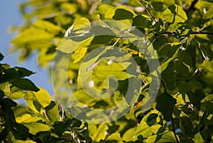 green foliage leaves on the blue sky. selective focus macro shot with shallow DOF spring background