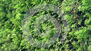 Green foliage of a line of cypress trees