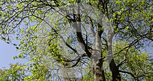 green foliage and maple flowers on trees in the spring season