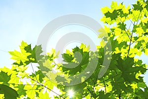 Green foliage of maple tree with brightly green leaves against the background of the sunny sky