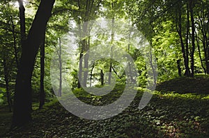 Green foliage in natural forest