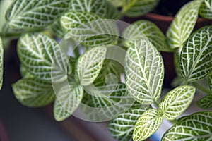 Green foliage of nerve-plant close up