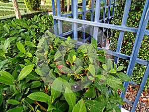 Green foliage and ornamental plants