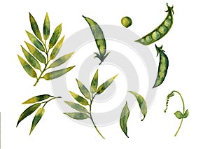 Green foliage, pea plant. Watercolor illustration. Isolated on white