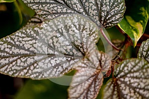 Green foliage in pots to beautify your garden.