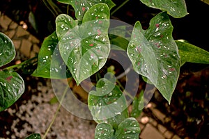 Green foliage in pots to beautify your garden.