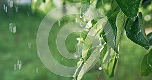 green foliage raindrops spring rain water leaves