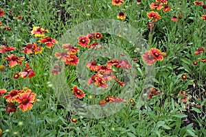 Green foliage and red flowers of Gaillardia aristata