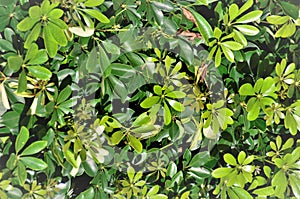 The green foliage of Schefflera arboricola