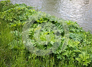 Green foliage of a Sosnowsky`s hogweed Heracleum sosnowskyi