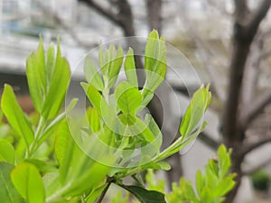 Green foliage on a spring day