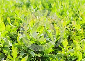 Green foliage on a spring day