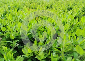 Green foliage on a spring day