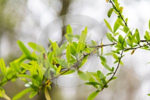 Green foliage on a spring day