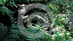 Green foliage in the sunlight with cascading waterfalls in the backdrop