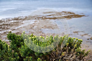 Green foliage with Torquay beach in the background, Great Ocean Road, Australia