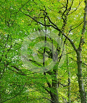 Green foliage in typical British beech woodland