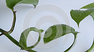 Green foliage on white background, botany themes