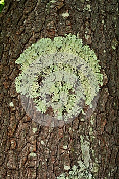 A green foliose lichen on black cherry tree bark.