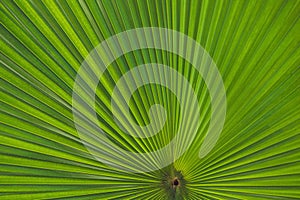 Green Footstool Palm Leaf through which the sun shines through