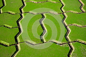 Green footway texture