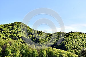 Green Forest Against Blue Sky