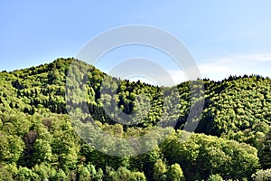 Green Forest Against Blue Sky