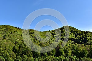 Green Forest Against Blue Sky