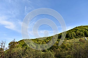 Green Forest Against Blue Sky