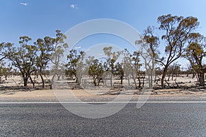 A green forest alongside of red dirt desert of outback rural outback, New south Wales, Australia.