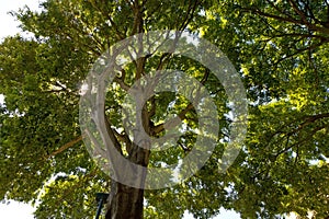 Green forest background