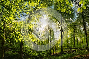Green forest with beautiful sunlight