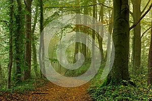 Green forest in the beginning of autumn