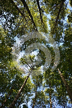 Green forest in the beginning of autumn. View on trees from below. Foliage against the sky