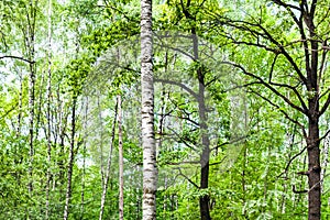 Green forest with birch and oak trees in summer