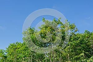 Green forest and the blue sky.