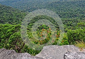 Green forest at Bokor National Park in Kampot, Cambodia