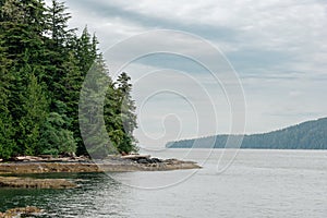 Green forest on the border of the ocean