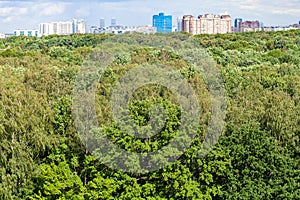 Green forest and city on horizon in summer