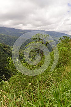 Green Forest Daylight-3 West sumatera