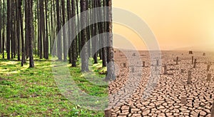 Green Forest and Dry cracked earth with death tree metaphor Climate change