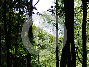 In the green forest in early summer