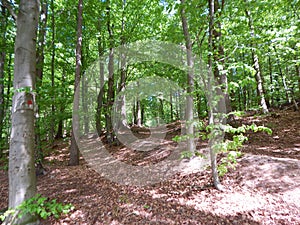 In the green forest in early summer