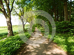 In the green forest in early summer